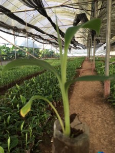 chuối tây thái lan - tay thai bau dat 225x300 - Cách trồng chăm sóc chuối tây Thái Lan &#8211; Chuối cấy mô Hòa Linh