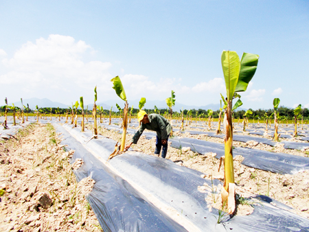 - dien khanh thu nhap cao tu trong chuoi phu bat - Mô hình trồng chuối phủ bạt cho thu nhập cao ở Diên Khánh