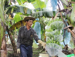 - nong dan dau tien o vinh long trong chuoi xuat khau 1 300x229 - Người nông dân đầu tiên ở Vĩnh Long trồng chuối xuất khẩu