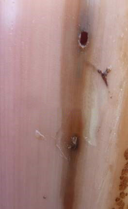 Vết dục của sâu đục thân trên cây chuối  chuối - vet duc cua sau duc thant ren than cay chuoi - Sâu đục thân hại chuối