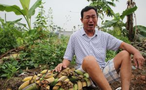 vườn chuối - con do chem nat vuon chuoi 1 300x186 - Giám đốc thuê hàng chục côn đồ chém nát vườn chuối 3.000 cây của nông dân