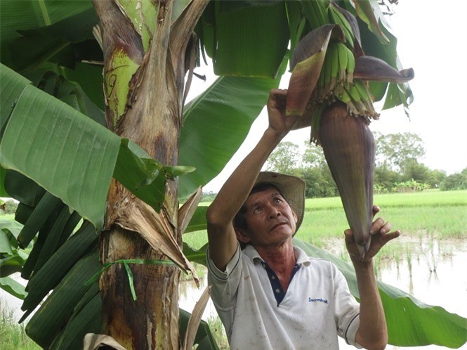 Ông Nguyễn Văn Tánh, người phụ trách kỹ thuật đang bao chuối già Nam Mỹ chuối già nam mỹ - cham soc chuoi tung giai doan - Mô hình trồng chuối già Nam Mỹ xuất khẩu đầu tiên ở huyện Long Hồ