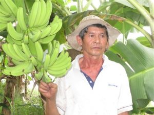 chuối già nam mỹ - gioi thieu chuoi gia nam my 300x225 - Mô hình trồng chuối già Nam Mỹ xuất khẩu đầu tiên ở huyện Long Hồ