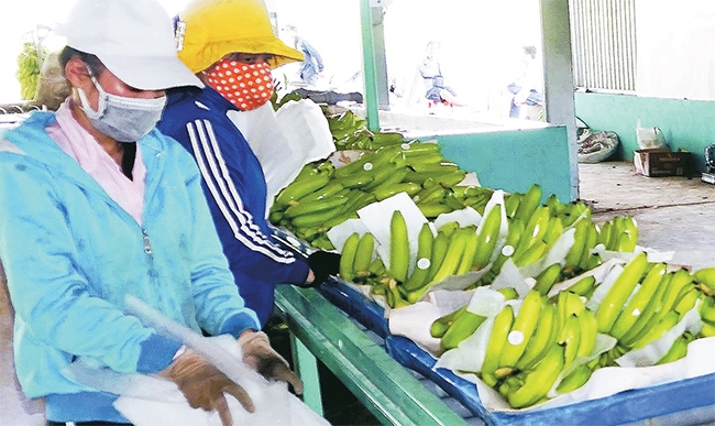 Chuối xuất khẩu cây chuối - xuat khau chuoi ca mau - Lựa chọn địa điểm trồng cây chuối cho năng suất cao