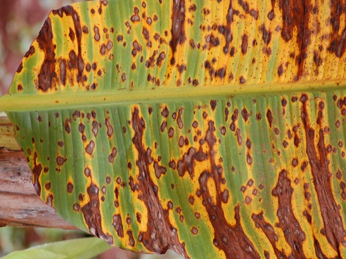 Bệnh đốm lá Sigatoka ở chuối già lùn Nam Mỹ cấy mô chuối già lùn nam mỹ cấy mô - benh sigatoka - Những loại bệnh và cách phòng trừ sâu hại trên chuối
