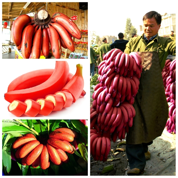 Chuối tiêu đỏ được thị trường Việt Nam rất ưa chuộng và săn lùng để mua giống  - chuoi do dacca 213 -