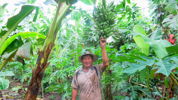 Ông Phan Thanh Cao rất phấn khởi khi trồng 1.800 cây chuối cau bởi giá bán quả của giống chuối này luôn ở mức cao, người tiêu dùng ưa chuộng.  - ong cao khoe vuon chuoi cau -