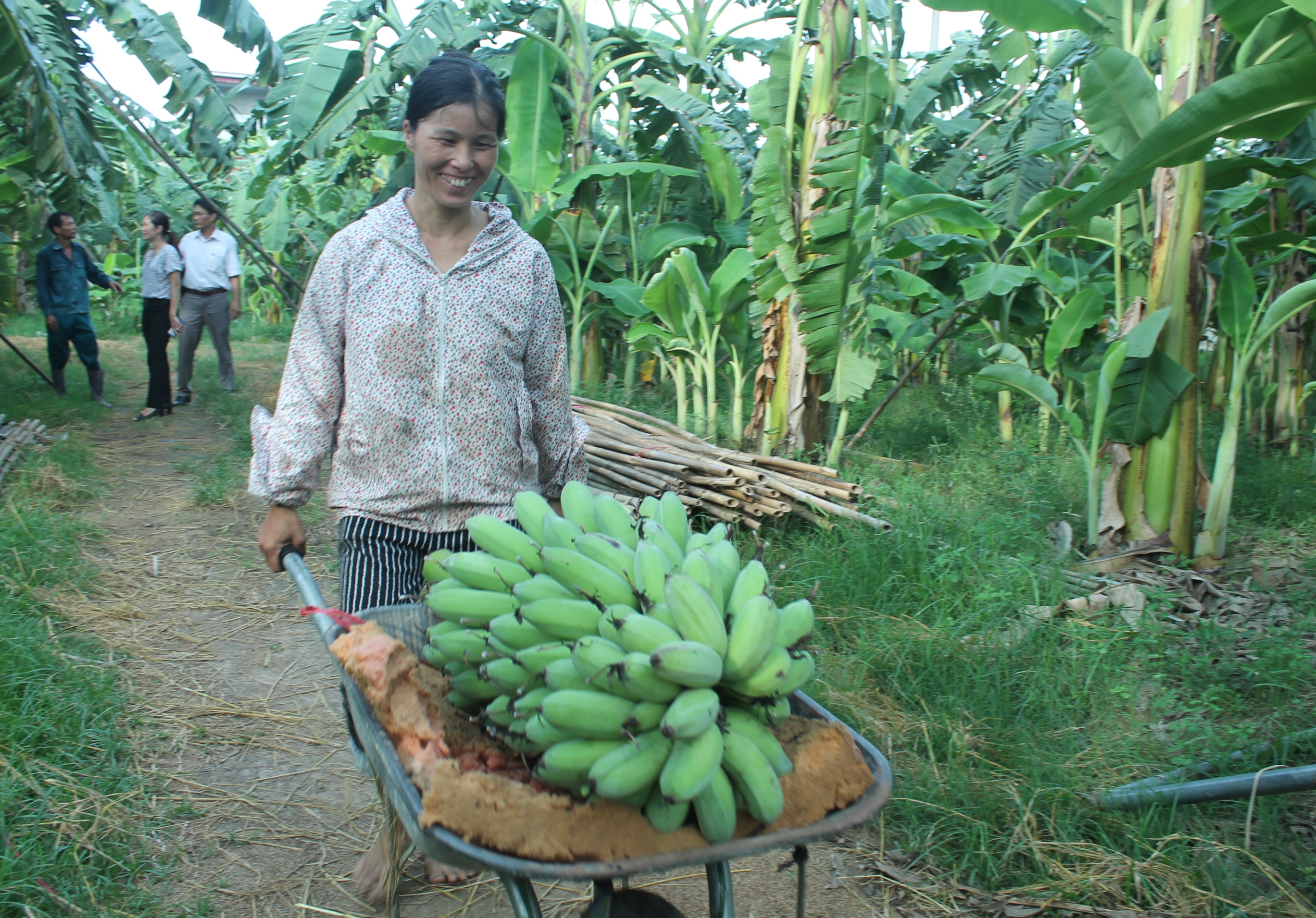 Thu hoạch vườn chuối tây, mỗi buồng gia đình anh Đằng bán được hơn 300 nghìn đồng  - vuon chuoi tren 300 trieu 1 -