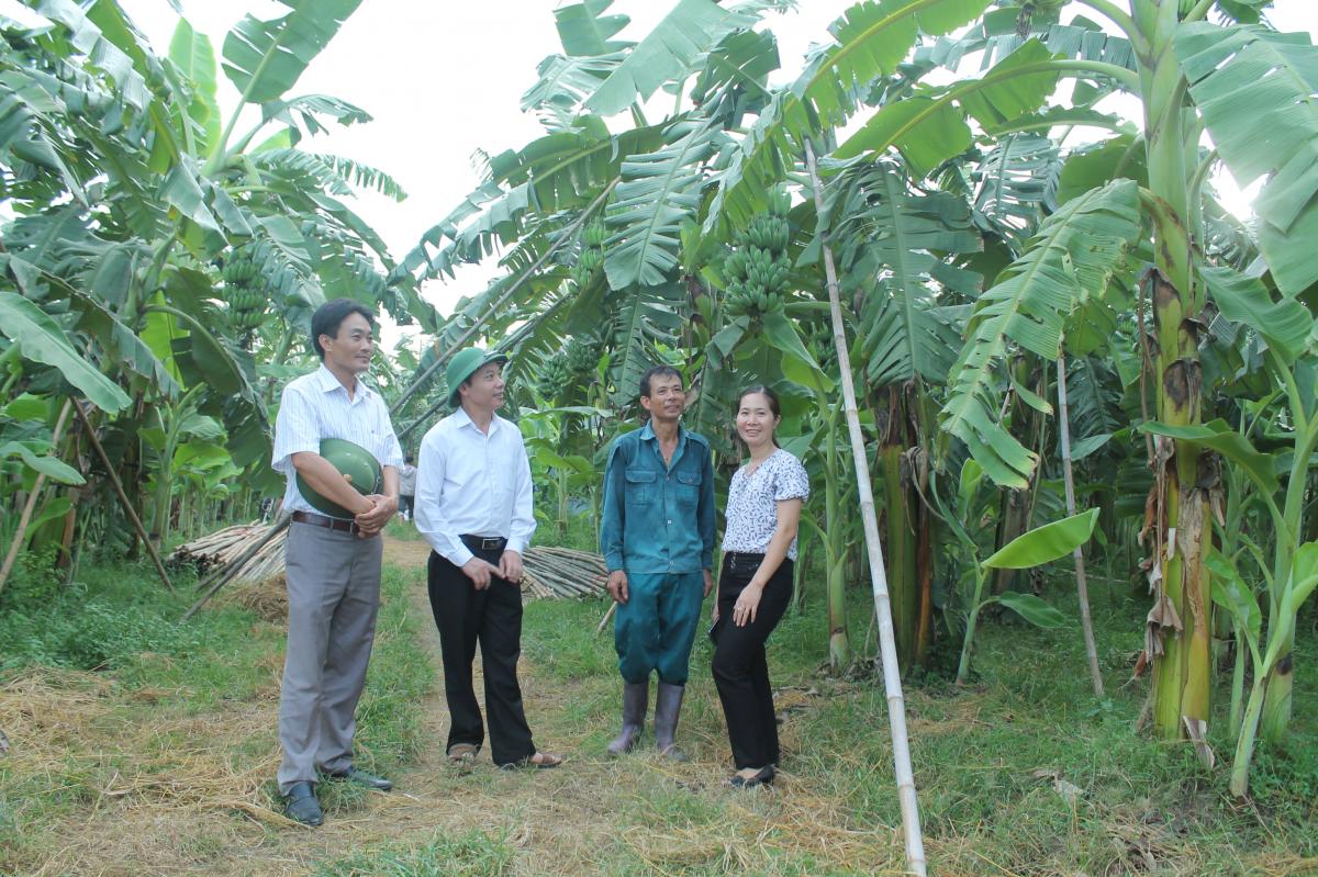 Đ/c Nguyễn Đức Hiền, Phó Chủ tịch UBND huyện Việt Yên (đứng thứ 2 bên trái) cùng lãnh đạo ngành Nông nghiệp huyện đến tham quan vườn chuối của anh Đằng (mặc áo xanh)  - vuon chuoi tren 300 trieu -