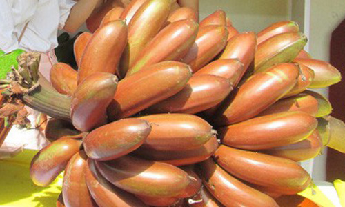 Chuối đỏ xuất hiện tại một hội chợ nông nghiệp diễn ra tại TP HCM chào giá 400.000 đồng một kg  - chuoi do gia 400 1kg gay sot -