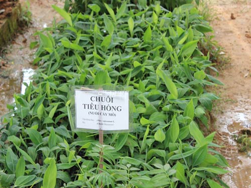 chuối tiêu hồng - chuoitieuhong - Kỹ thuật trồng cây chuối tiêu hồng cho năng suất thu hoạch cao
