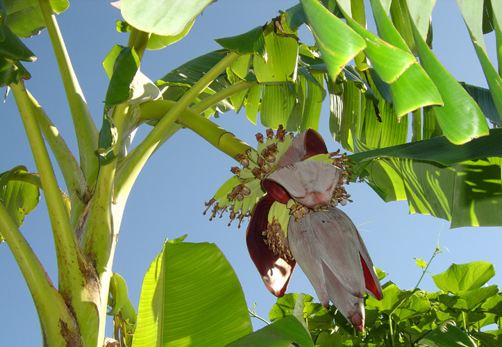 cây chuối - ung dung che pham vuon sinh thai cho cay chuoi - Quy trình sử dụng chế phẩm vườn sinh thái cho cây chuối