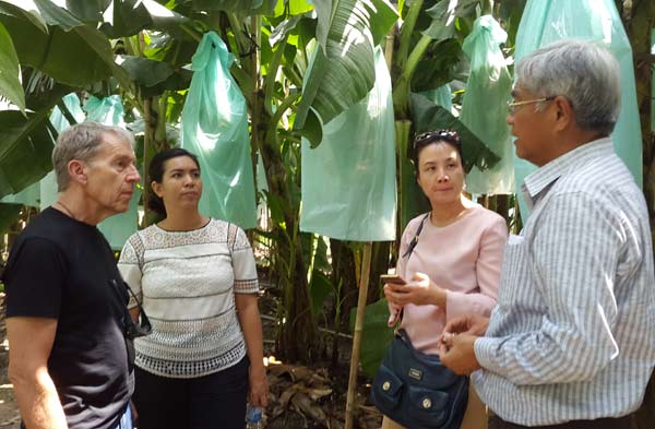 Doanh nông Võ Quang Huy giới thiệu về chuối chuẩn xuất khẩu trong vườn cho những người bạn tới thăm vườn chuối - vua chuoi long an ke chuyen trong chuoi de van nguoi me - &#8220;Vua chuối&#8221; Long An kể chuyện trồng chuối để vạn người mê